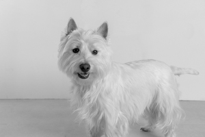 Fundraising Page: Dillon Mays